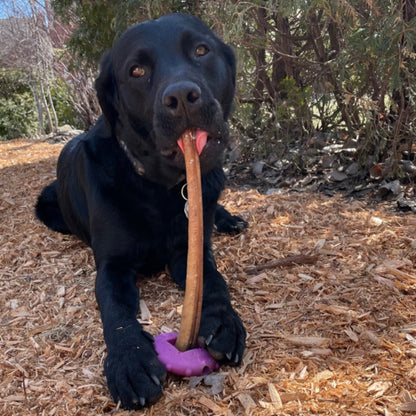 Happy Chew bully stick monster au Québec,odor free monster dog chew bully stick in Quebec, os naturel pour chien