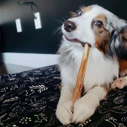 Québec Happy Chew Bully Stick 8 pouces régulier/ 8 inches regular