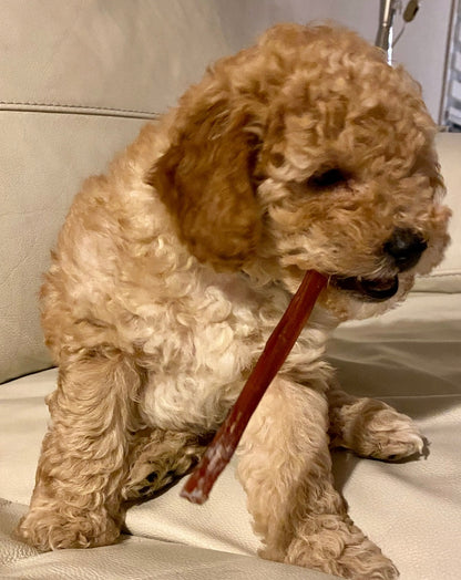 Happy Chew ensemble mastication pour chiot au Québec, bully sticks pour chiot, puppy chew pack in Quebec, puppy bully sticks 