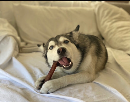 Bully stick 6 pouces épais, 6 inches thick