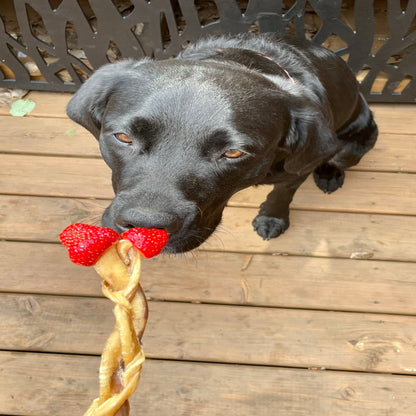 QUÉBEC HAPPY CHEW Bully Stick tressé 12 pouces /Québec Happy Chew Bully Sticks Braided 12 inches