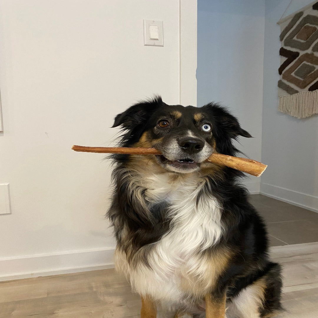 Happy Chew monster bully stick, extreme chewer, monster dog chew