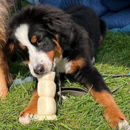 Happy Chew Beef Cheek Roll Mega Size-Natural Long Lasting Chew. Joue de boeuf pour chien moyen et grand masticateur